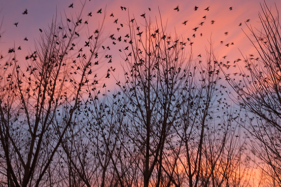 From the Series 'Murmuration' by Sam Hill. 49.5 x 33 inches, Sublimation print on synthetic silk