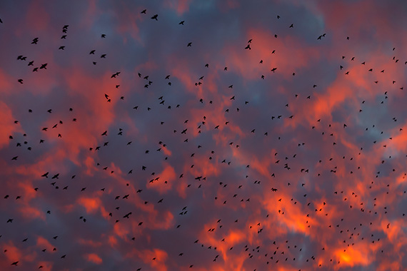 From the Series 'Murmuration' by Sam Hill. 49.5 x 33 inches, Sublimation print on synthetic silk